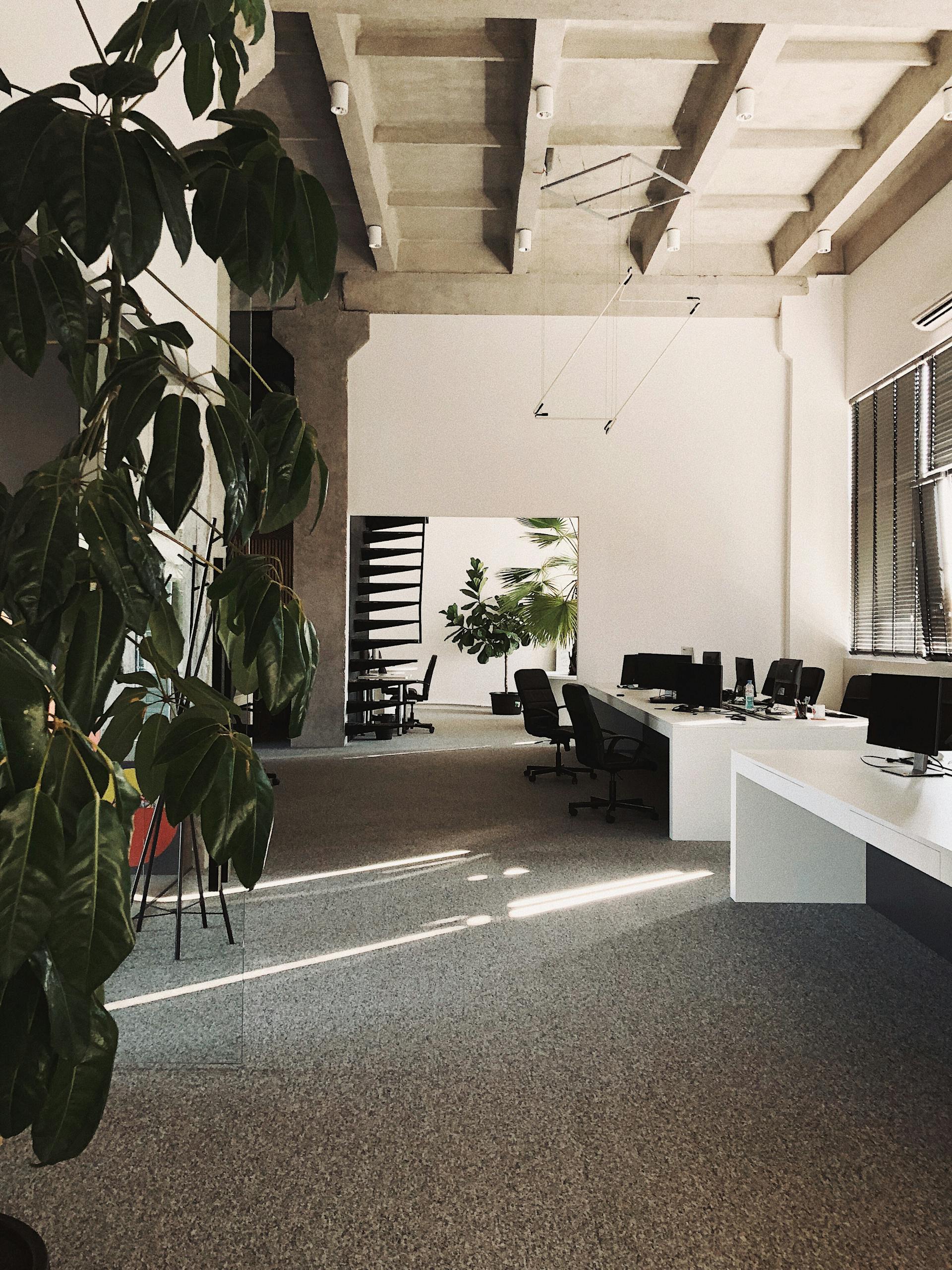 A minimalist office space featuring desks, chairs, and indoor plants for a modern work environment.