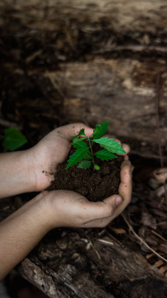 Close-up of hands holding a small plant in soil, symbolizing growth and nurturing.